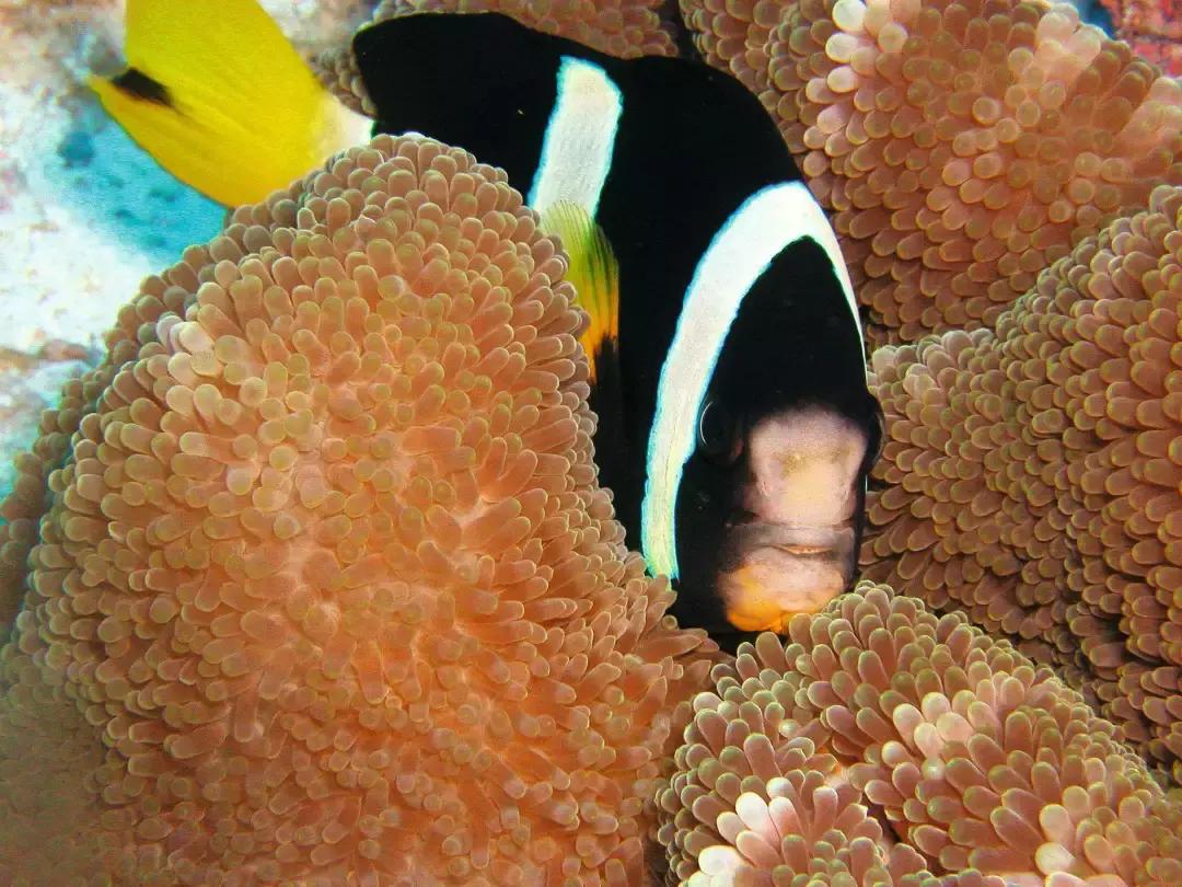 理想生活海景咖啡馆,理想生活