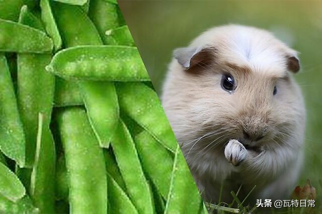 黑人牙膏、印度神油…你被这些伪造户籍的特产骗过吗？