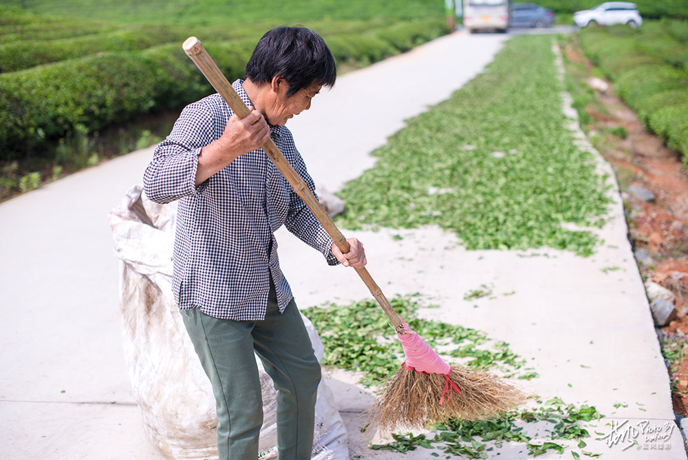 景德镇浮梁茶是什么茶,景德镇除了陶瓷还有什么比较出名