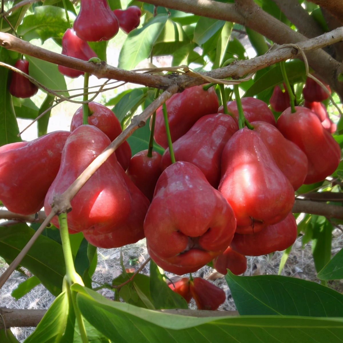 姘存灉鐨囧笣,鍗楀寳姘存灉鐨囧笣