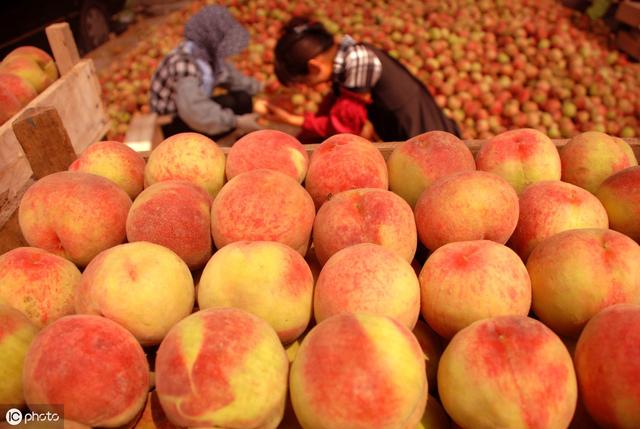 桃树流胶严重导致树死,桃树树干流胶病的治疗方法