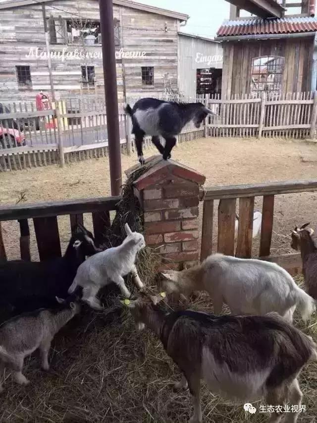 用一颗草莓吸引5百万游客,开5家主题乐园、4家超市、300个草莓屋