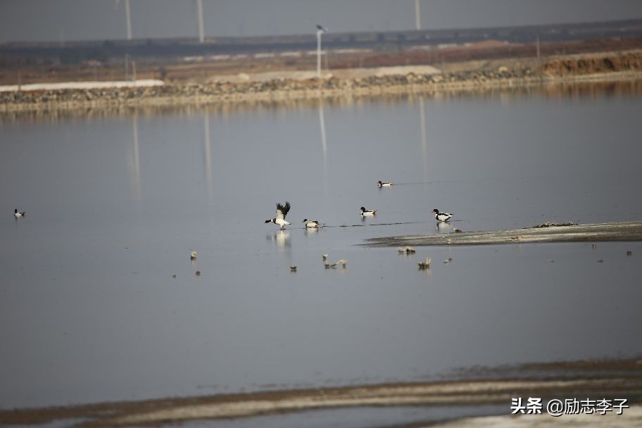 宁夏候鸟,候鸟监测简报
