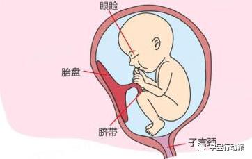 孕期周刊27周,孕期周刊25周