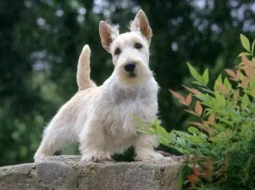 推荐各种狗狗的类型,10种有型罕见的狗狗