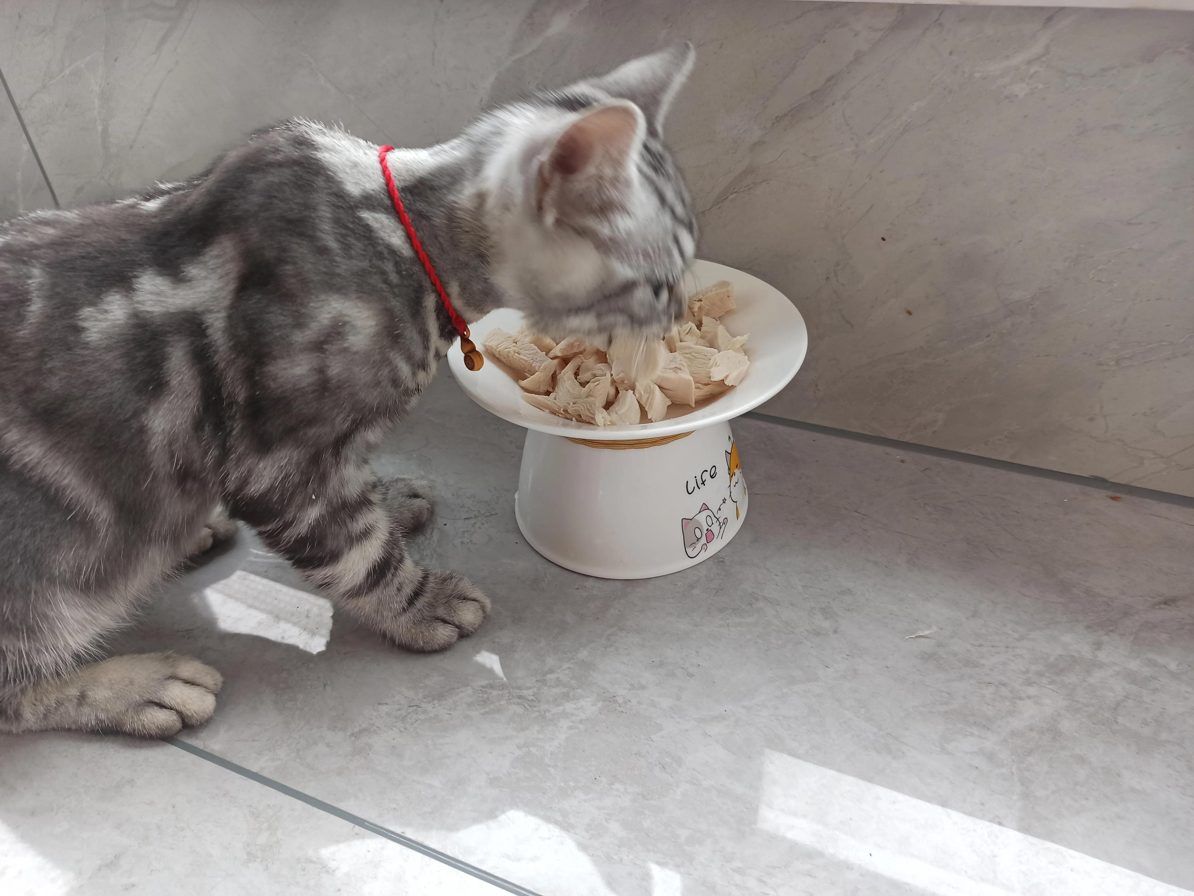 猫癣治愈的过程,猫癣的治疗全过程