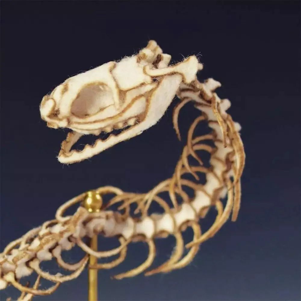 提着蛇尾用力一抖，能抖散蛇骨架吗？捕蛇生手不要去试