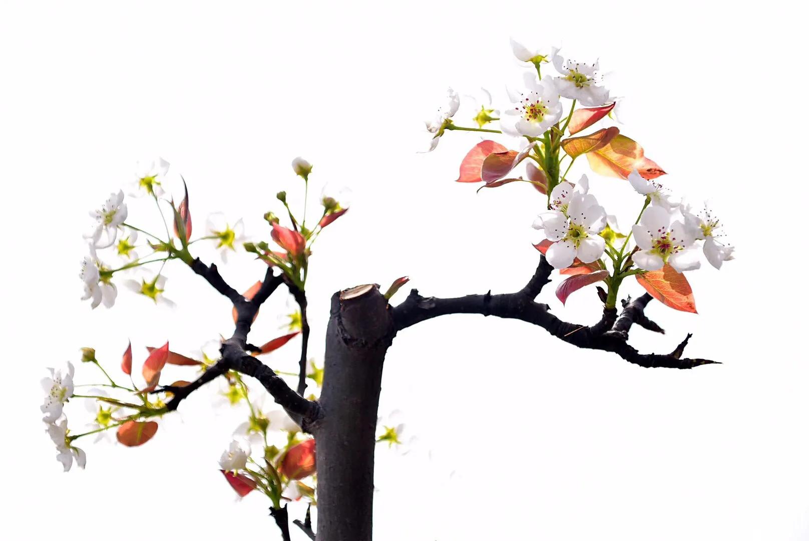 春游梨花林,邂逅三月梨花