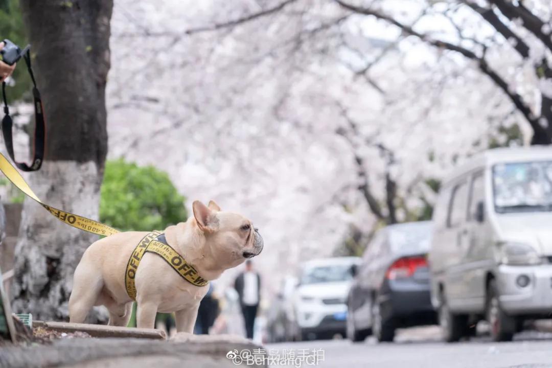 四月的青岛微风不燥,四月份的青岛什么好吃