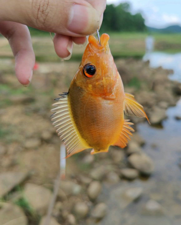 巴沙鱼观赏鱼,巴沙鱼属于物种入侵么