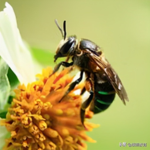 名著阅读昆虫记综合练习,课外阅读昆虫记必考题目