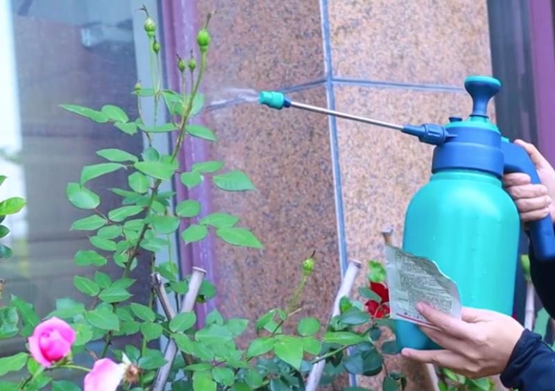 花长蚜虫了喷什么药,怎么可以把花上的蚜虫给消灭掉