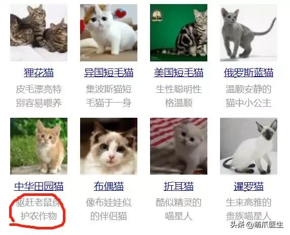 “你根本不爱猫，你就是馋它的身子！”