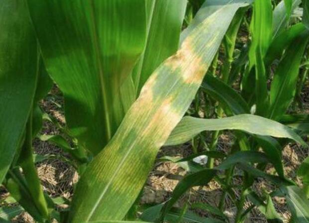 得了玉米大斑病能减产多少,玉米黄斑病怎么控制