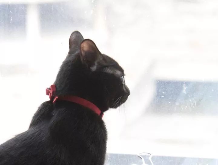 黑猫是不是特别的稀有,黑猫真的看不清吗