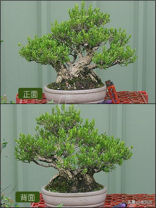 雀舌黄杨冬季掉叶,雀舌黄杨老叶枯萎掉落