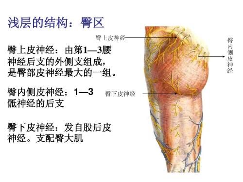 臀上皮神经和腰椎间盘突出区别,臀上皮神经炎有哪些症状