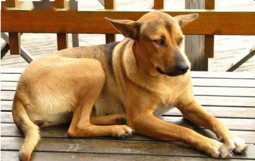 哪几种狗很可爱对主人很好不咬人,对主人最忠诚的5种狗