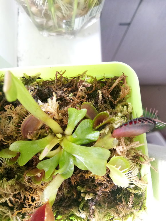 捕蝇草夹子发黑的原因,捕蝇草夹子黑了怎么补救