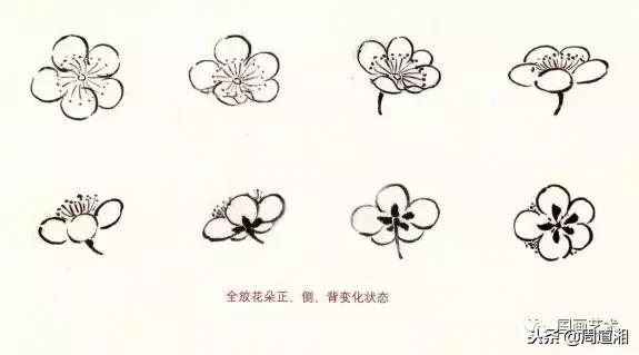 图文教程一学就会画写意菊花,零基础学画梅花教程
