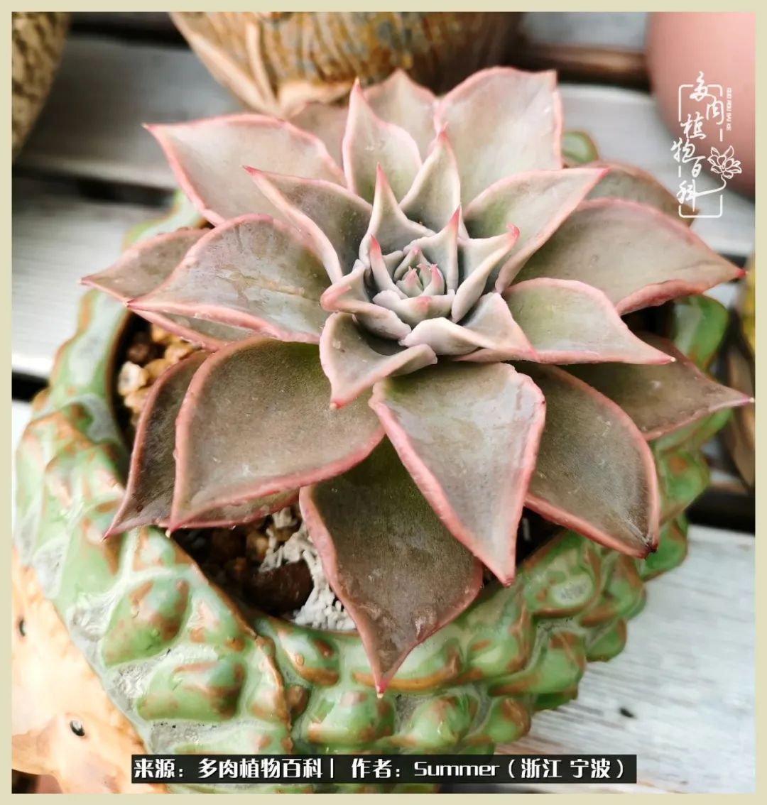 多肉小白新手入门,多肉新手上路请多指教