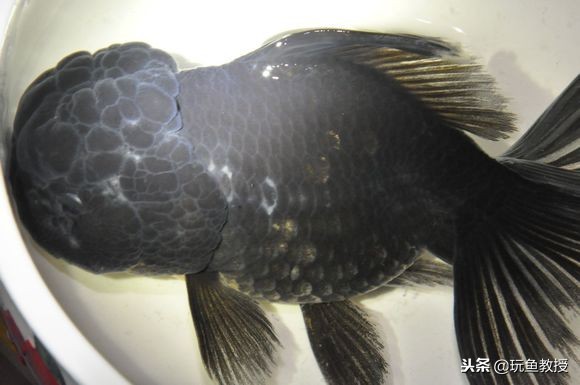 观赏鱼长毛发霉连续用药吗,观赏鱼长白毛怎么办