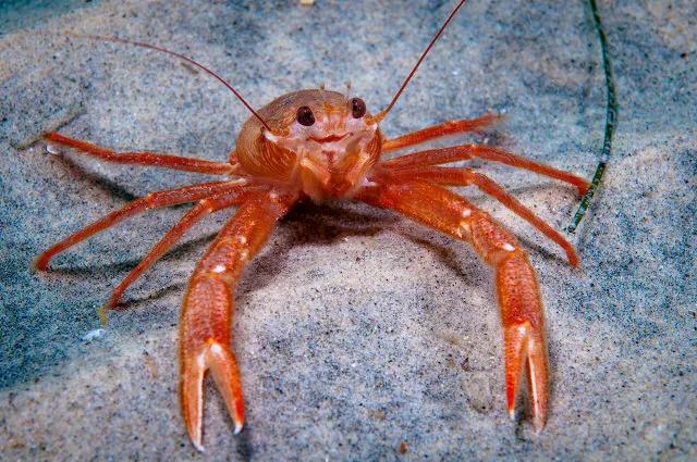 带你们看一下神奇的海底世界,高清60帧海底世界