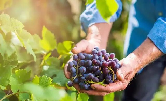 多菌灵百菌清甲基硫菌灵,多菌灵的正确使用方法不溶解