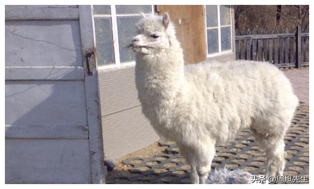 沈阳长白岛网红打卡,沈阳长白岛森林公园旅游攻略