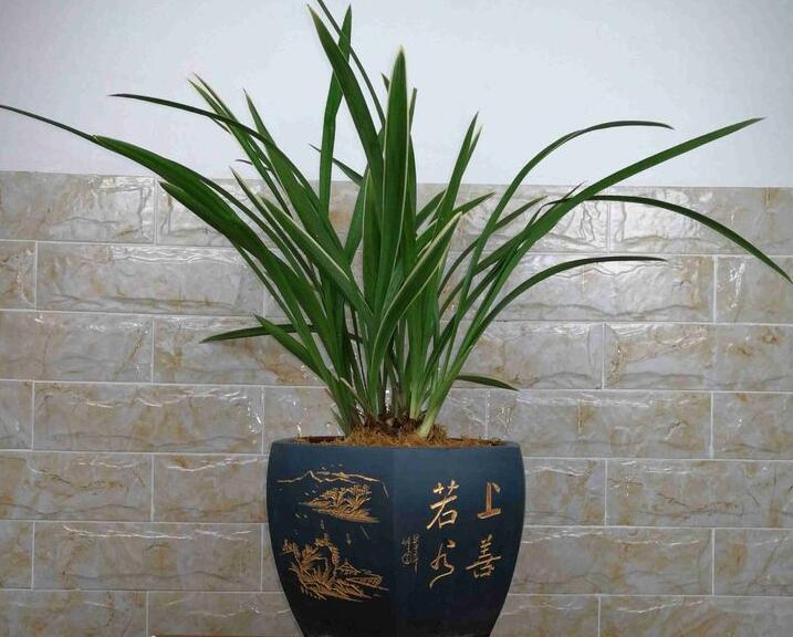 最好养的兰花品种排行榜,奇香兰花品种