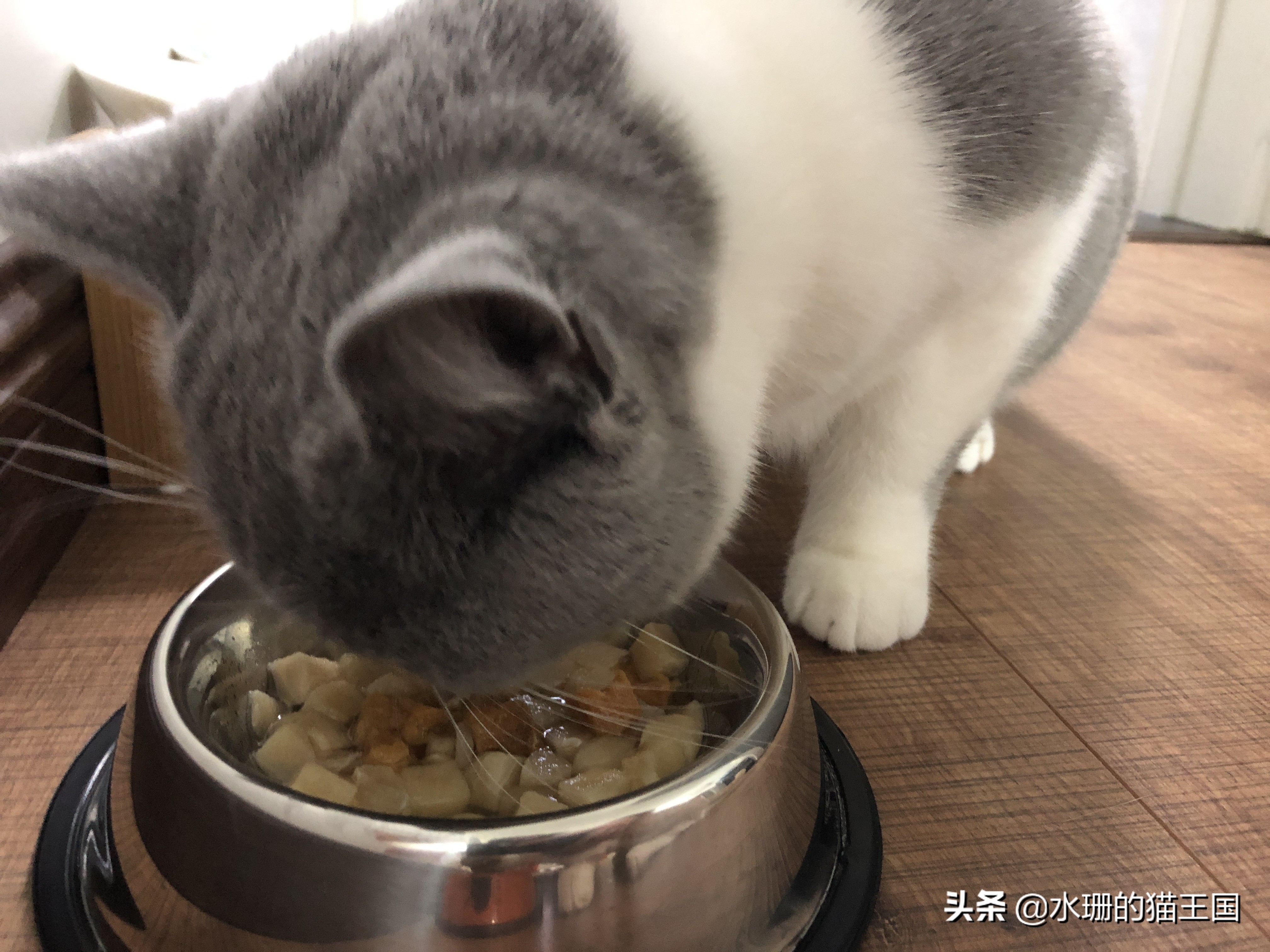猫咪误食中毒了怎么办,猫咪食物中毒后如何急救