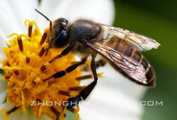 中蜂春天扩群最快方法,中蜂怎么样快速扩场