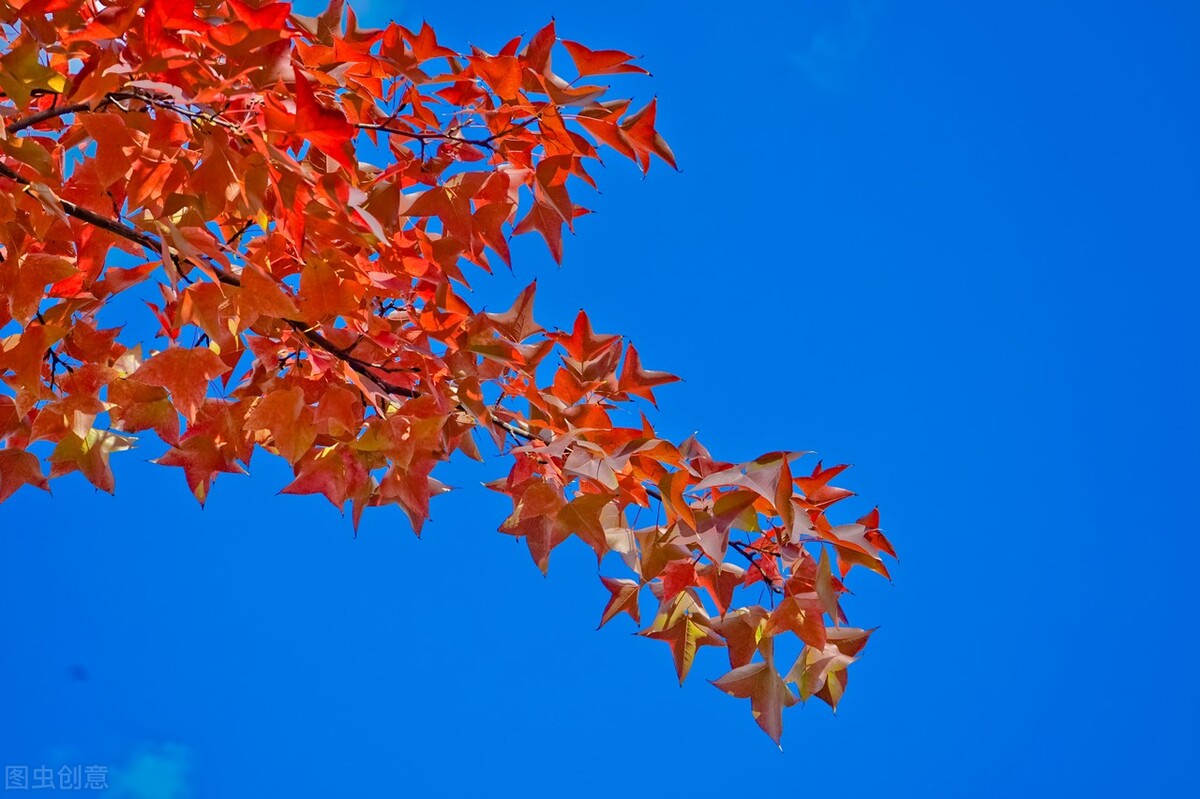 畏寒怕冷疏肝健脾,肝郁化火怕冷