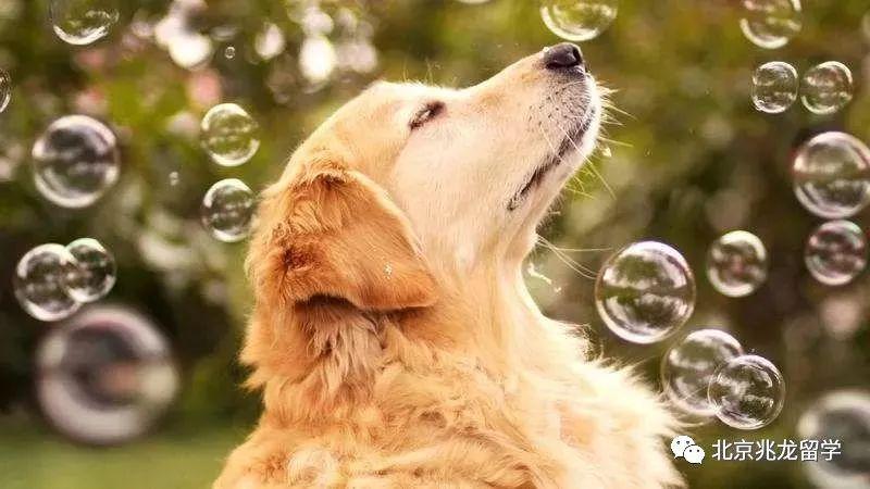 入境澳洲不能带商业样品,入境澳洲免申报物品