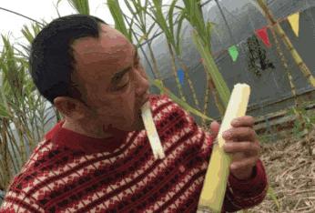 甘蔗向我比了个红爱心，吃还是不吃？