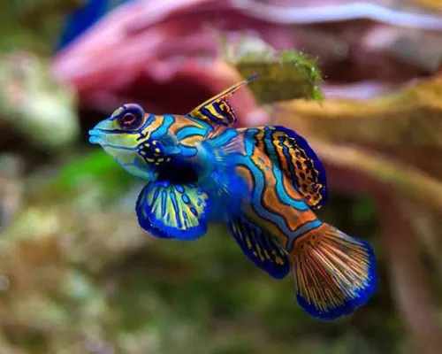 海水鱼青蛙会打架吗,海水鱼打架鱼鳍受伤