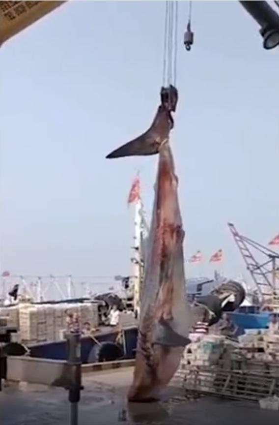 江苏渔民误捕4吨重大鲨鱼,捕鱼人捕到鲨鱼为什么被扔回海里