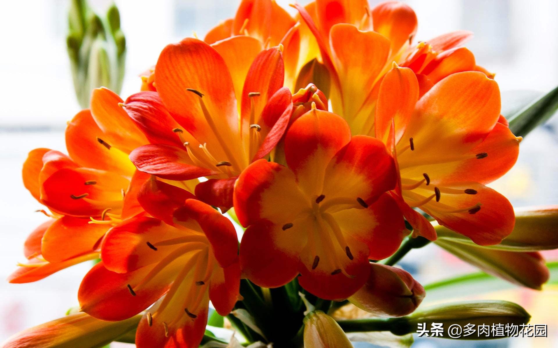 君子兰烂根可以用阿司匹林处理吗,君子兰烂根生有长条小白虫怎么救