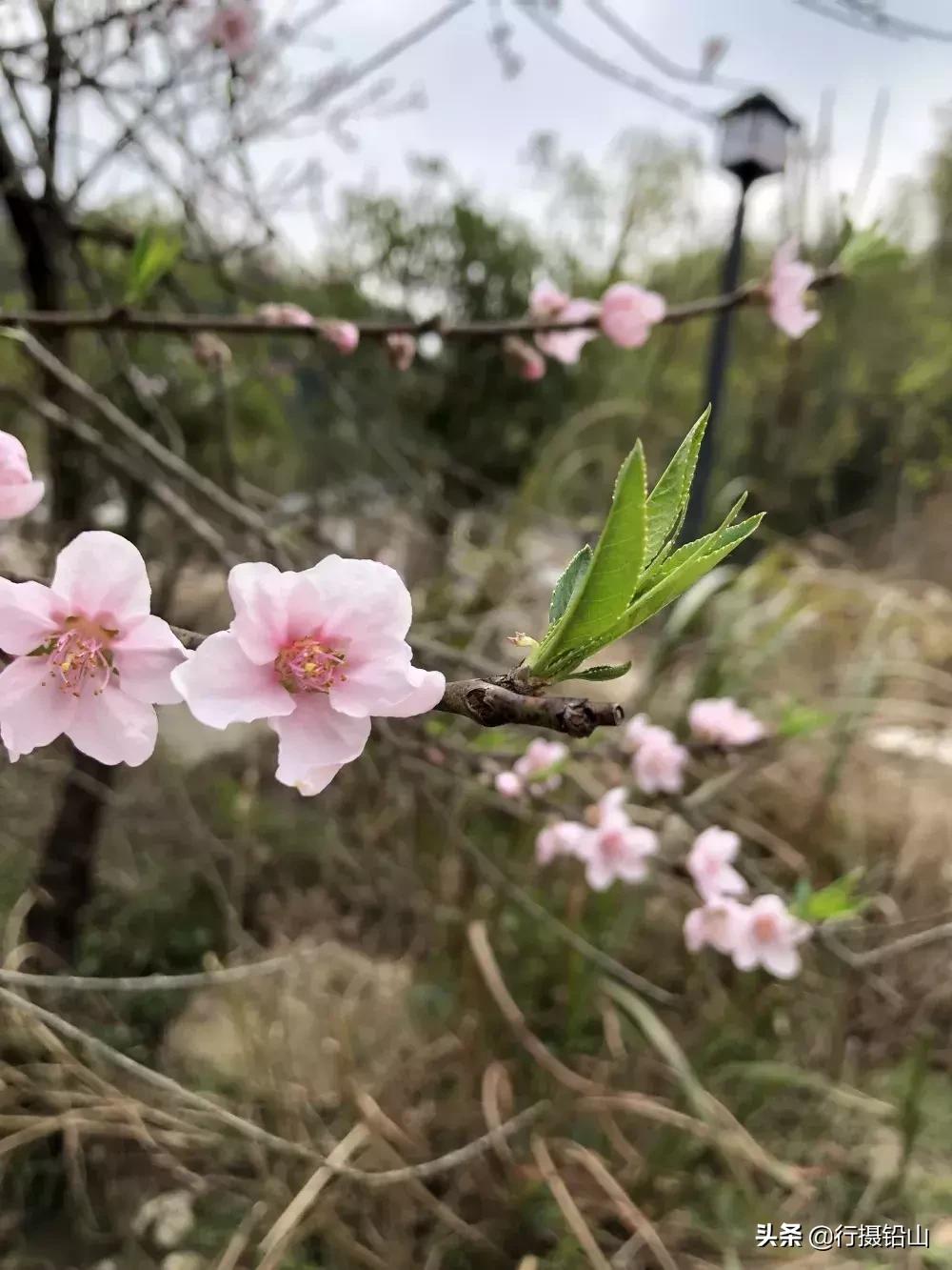 春游|五府山踏青蜜蜂谷