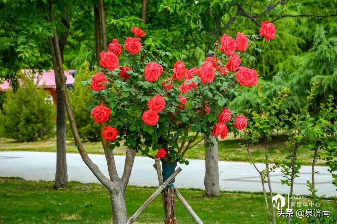 楂樻牎椋庨噰绯诲垪,楂樻牎椋庨噰灞曠ず瑙嗛