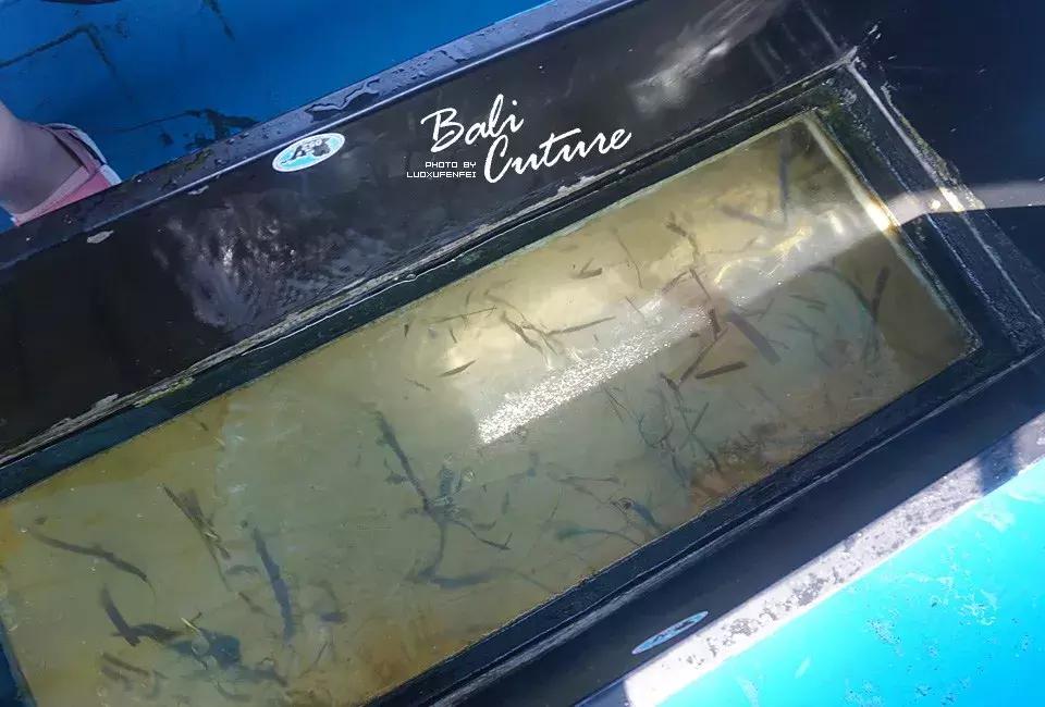 999玩转巴厘究竟嗨不嗨:香遇巴厘,南太平洋的风与海