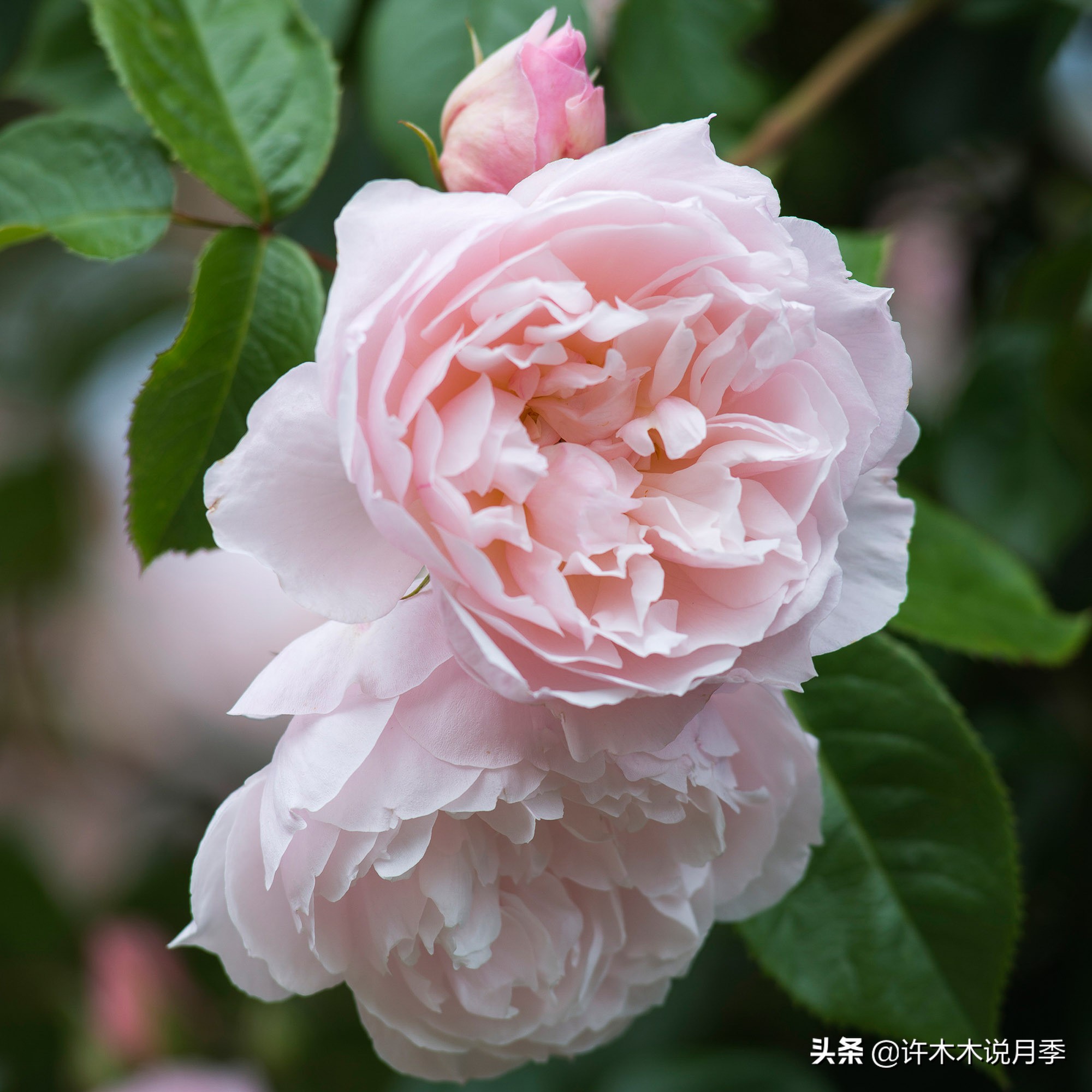 月季常见叶子问题,月季都有什么病怎么治