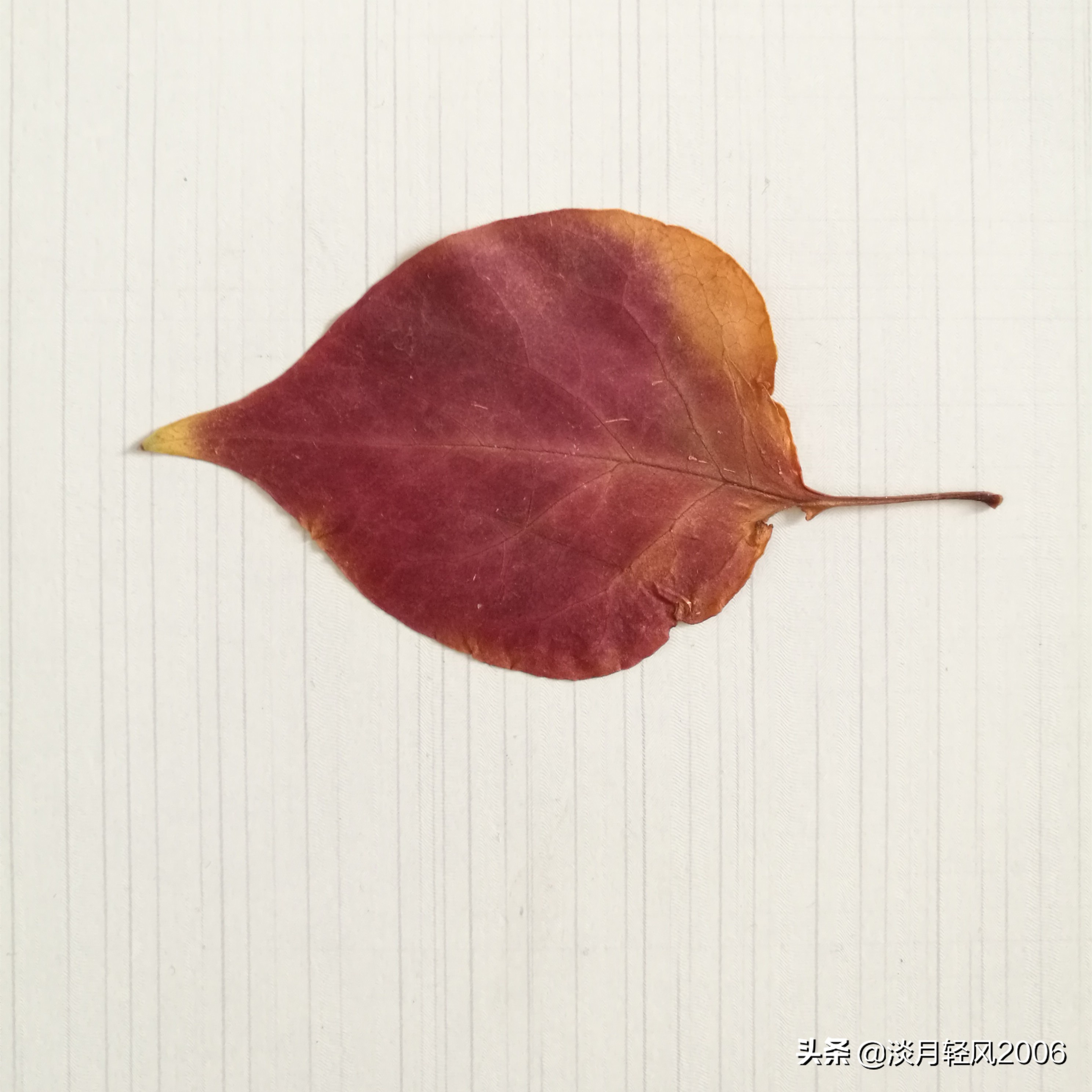 幼儿园冬季手工老鼠贴画,树叶贴画简单又好看老鼠