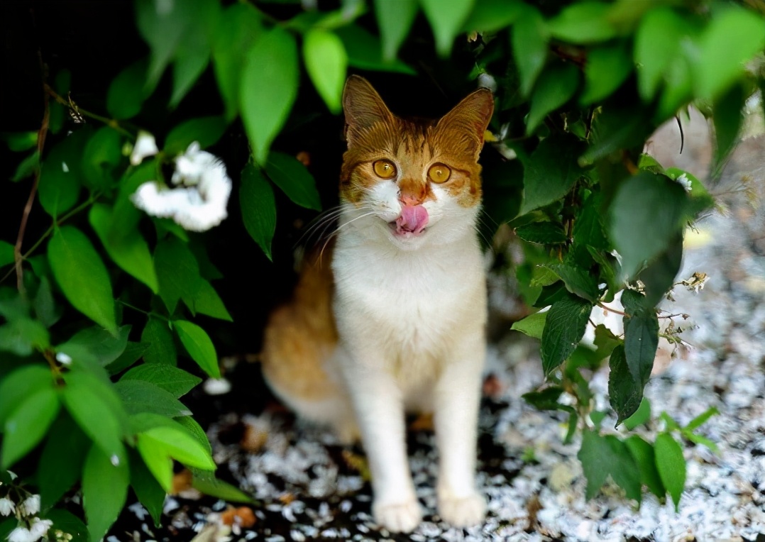 中华田园猫弃养率最高,田园猫被弃养以后会怎么样