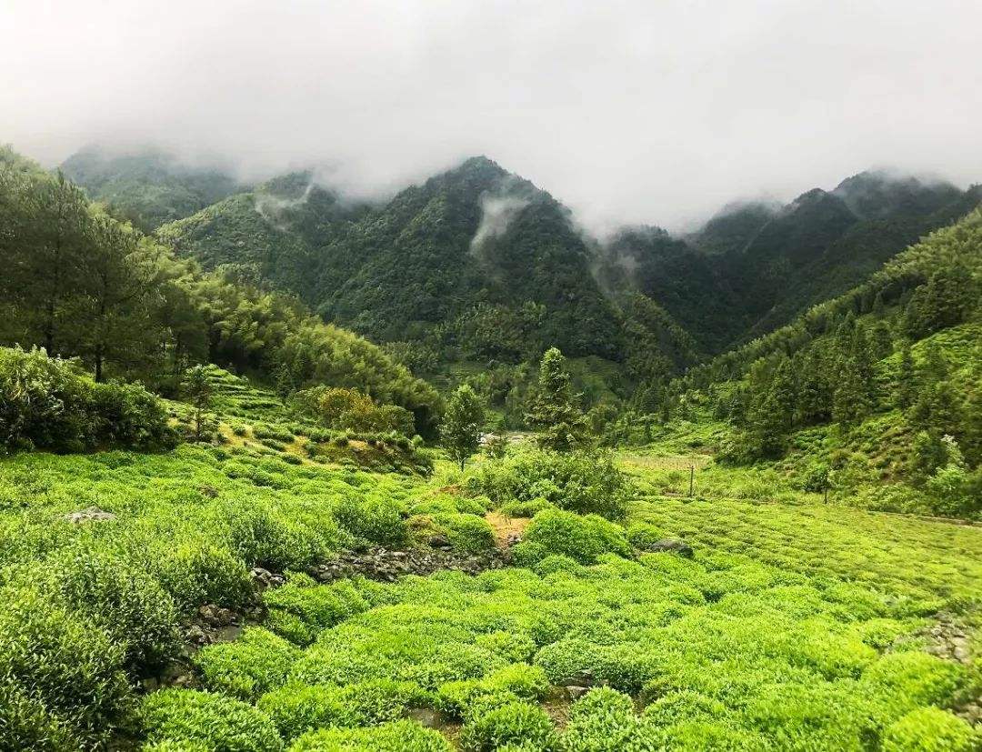 潜山天柱剑毫，安徽小众名茶，大别山的奇葩，老司机或许都没喝过
