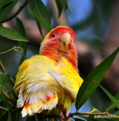 动物萌宠鹦鹉怎么养活的,如何训练不是手养的牡丹鹦鹉