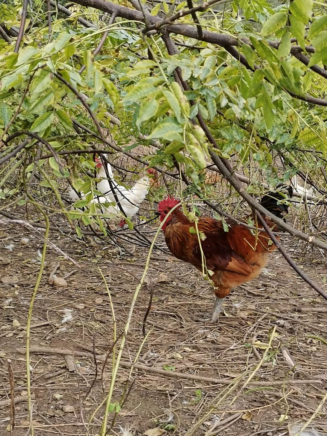 「十堰」城区最快30分钟送达！马云投资的村民直卖店开到郧阳啦