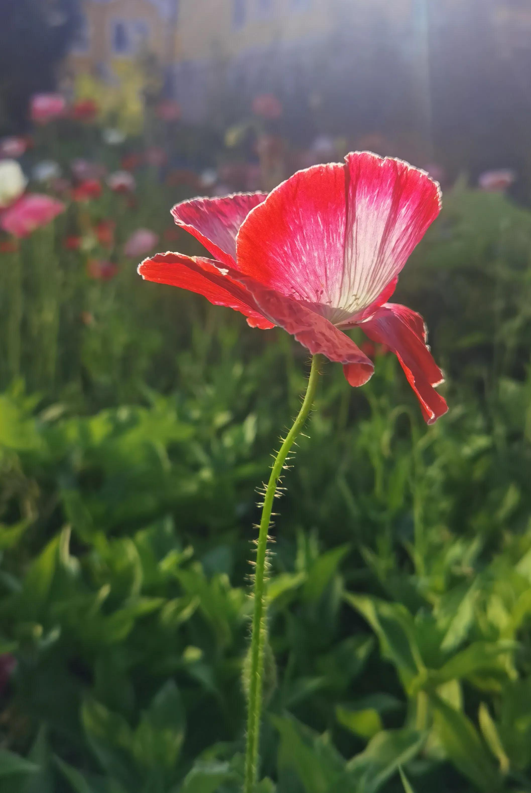 手机摄影手册圈友作品选第5期,手拍世界摄影交流平台