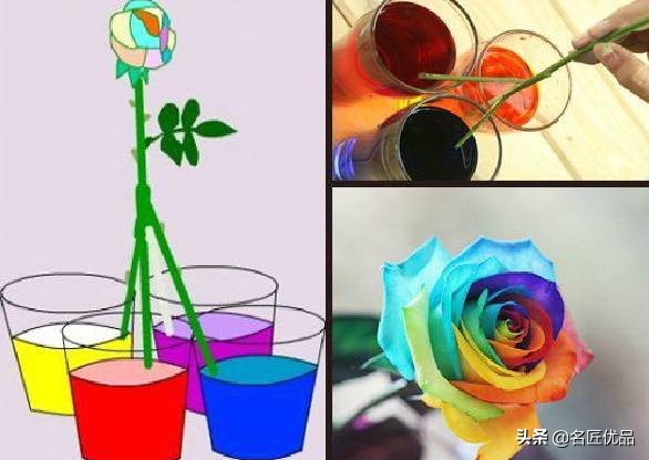 手工玫瑰怎么制作,玫瑰花手工制作白玫瑰