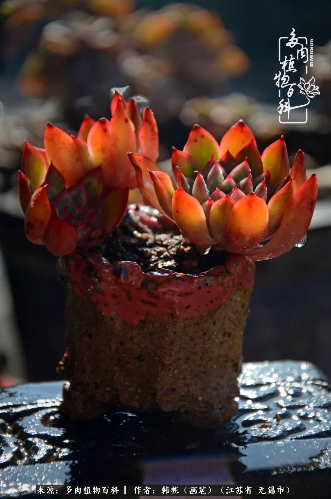 听音乐赏多肉,听音乐赏花赏美景